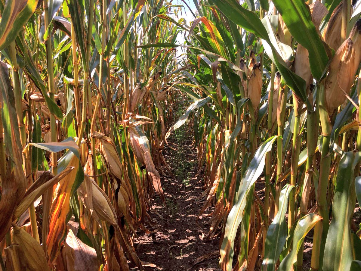 #DKC5830WX impressionnant en terme de profil sanitaire VS son témoin. #Dekalb#Qualite#Maïs#Waxy#Bayer#ScienceForABetterLife