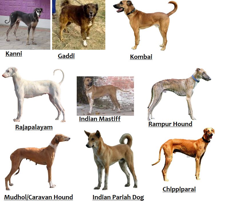 There are many Indian dog breeds. But 