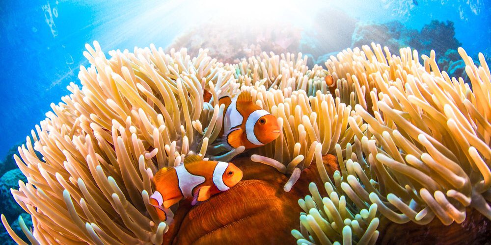bspiller22's tweet photo. Great Barrier Reef
#nature #amazing #landscapephotography  #beautifuldestinations #Gorgeous #pictures #photography #capturemomentsperfectly #WOW #lovetotravel #travelphotography #sightseeing #tourism #amazingnature https://t.co/uiW7HstOXo
