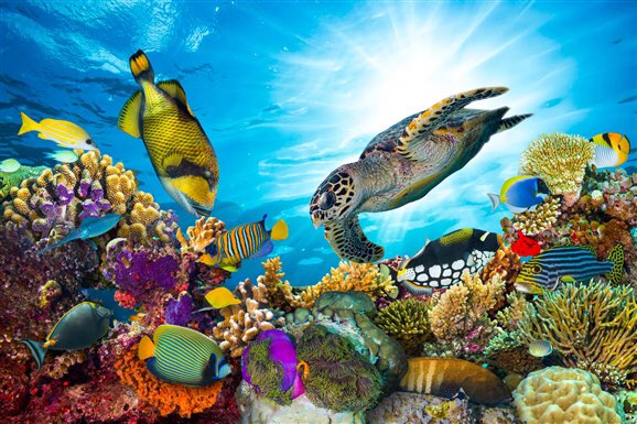 bspiller22's tweet photo. Great Barrier Reef
#nature #amazing #landscapephotography  #beautifuldestinations #Gorgeous #pictures #photography #capturemomentsperfectly #WOW #lovetotravel #travelphotography #sightseeing #tourism #amazingnature https://t.co/uiW7HstOXo