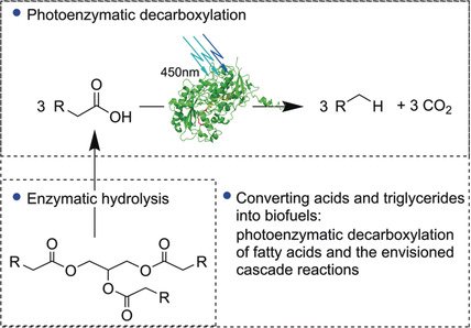 angew_chem's tweet photo. Light-Driven Enzymatic Decarboxylation of Fatty Acids (Hollmann) https://t.co/dQ1IzCsTg8 https://t.co/OPtENMA28H