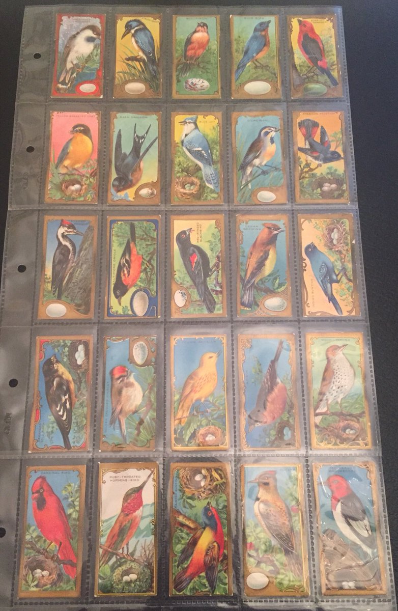 samwhiting2000's tweet image. Finally managed to find a set of Lowney’s E226 Bird Series #cigarettecard #TradingCards #bird