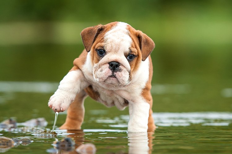 Ein liebenswertes Kerlchen: die englische #Bulldogge: bit.ly/2p0E4I6 #Hund #dog #doglovers #hunderasse #dietierwelt