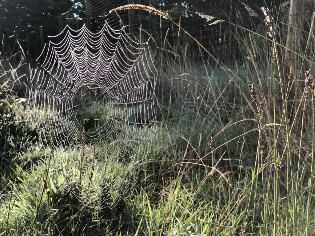 Spiderweb glinting in the low morning sun? That’s it everyone - autumn is here