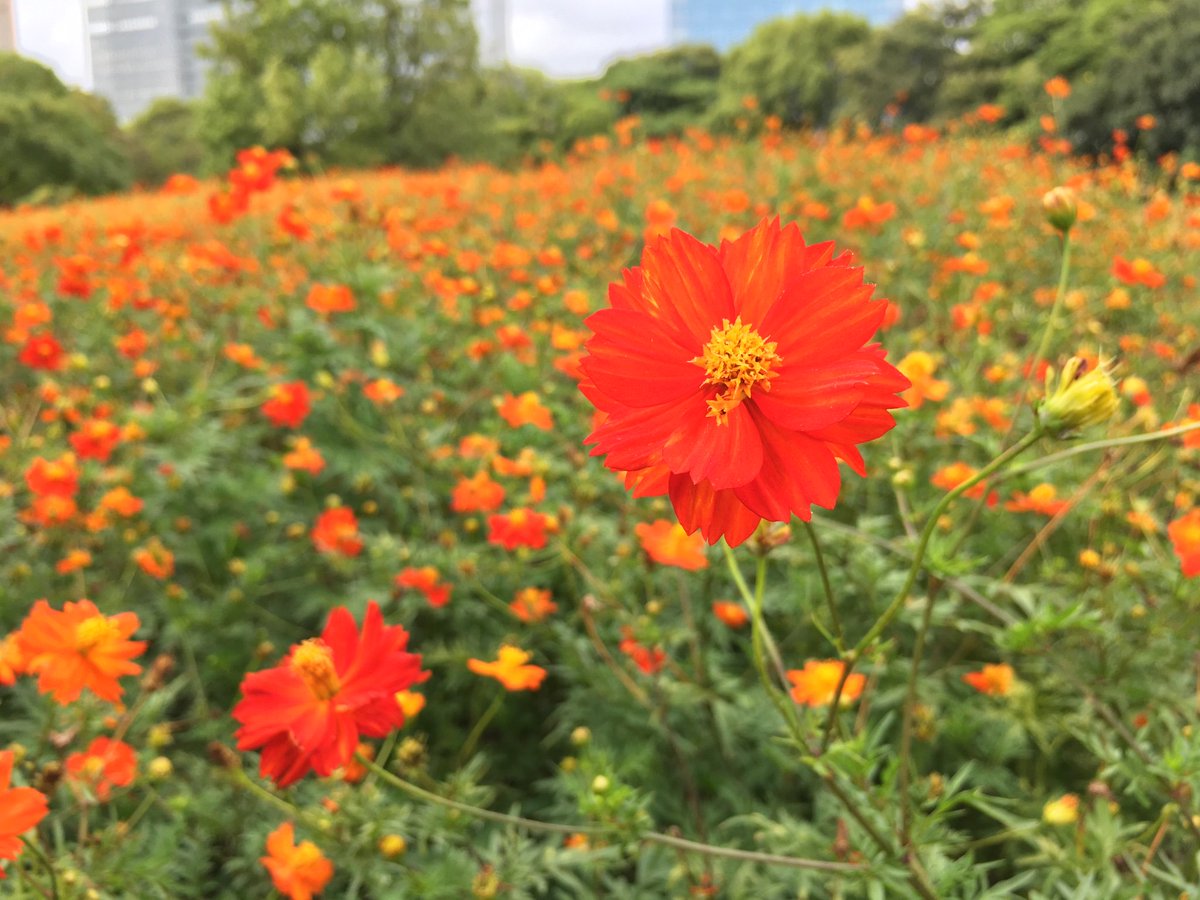 浜離宮恩賜庭園 V Twitter 園内のキバナコスモス まだまだお楽しみいただけますよ 今後の天候次第ですが 遅くても今月末まではご覧になれると思われます また 白 ピンクなど色とりどりの コスモスもあわせてご観賞ください キバナコスモス コスモス 浜離宮