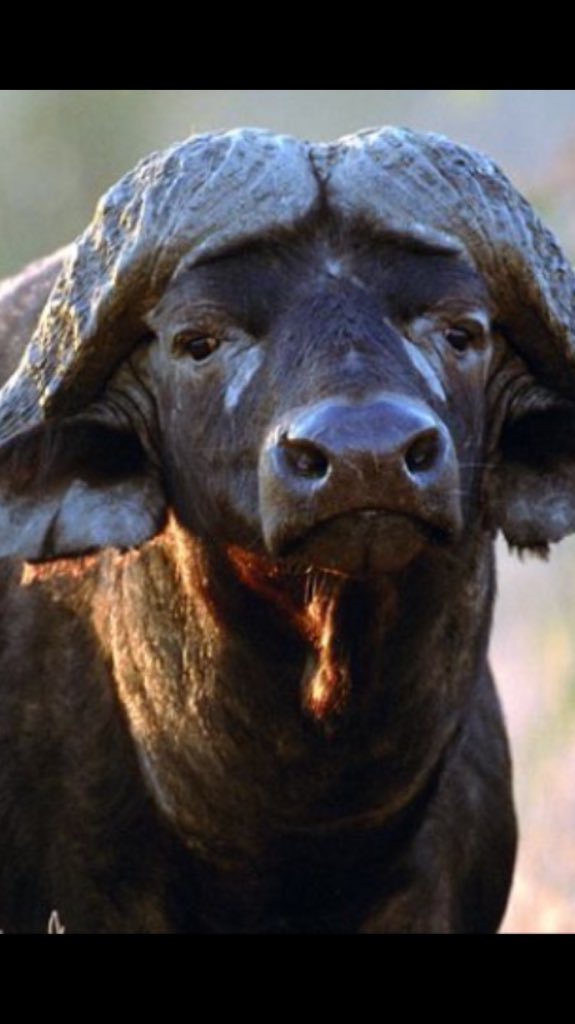 Beautiful buffalo @CAEP_TheChase #CAEP_TheChase #BeautyAndTheBeast #beautifulbuffaloinbangkok