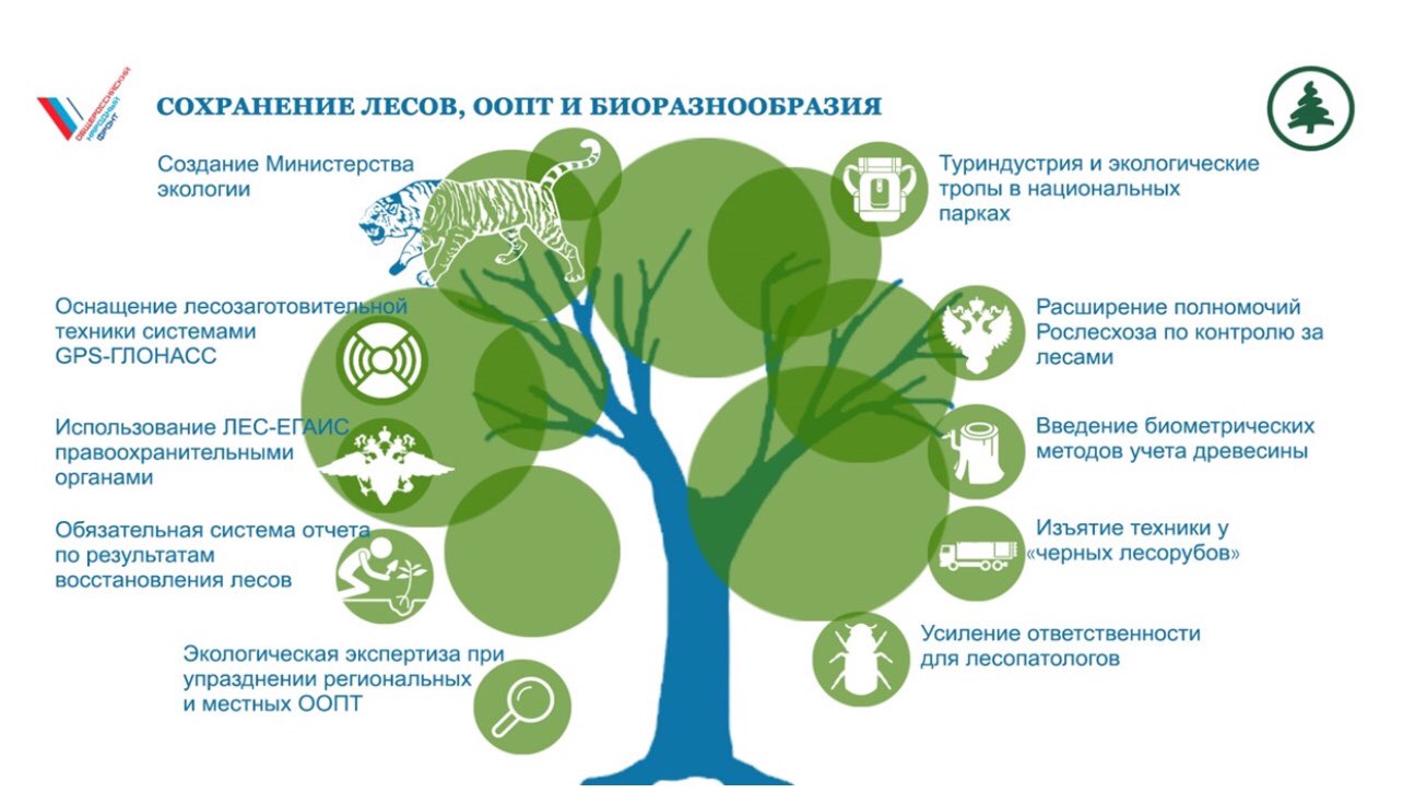 Разработка экологической программы. Экологические программы. Сохранение биоразнообразия. Экологические программы в России. Сохранение биологического разнообразия лесов.