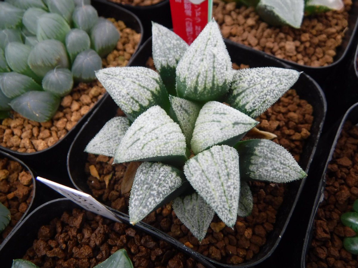 Green Note Since06 美しいハオルチアを多数販売予定です 心ゆくまで見て迷って楽しんでいただければ幸いです