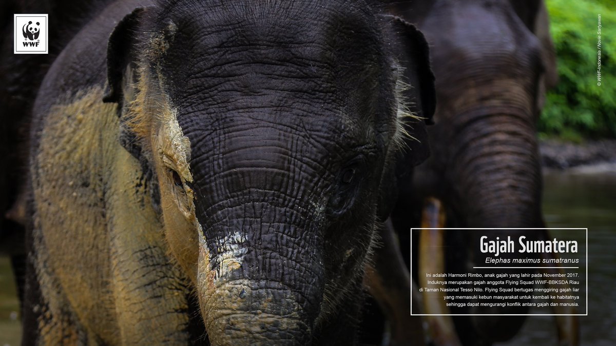 dheeo's tweet image. #wwfid #wwfid gajah sumatera