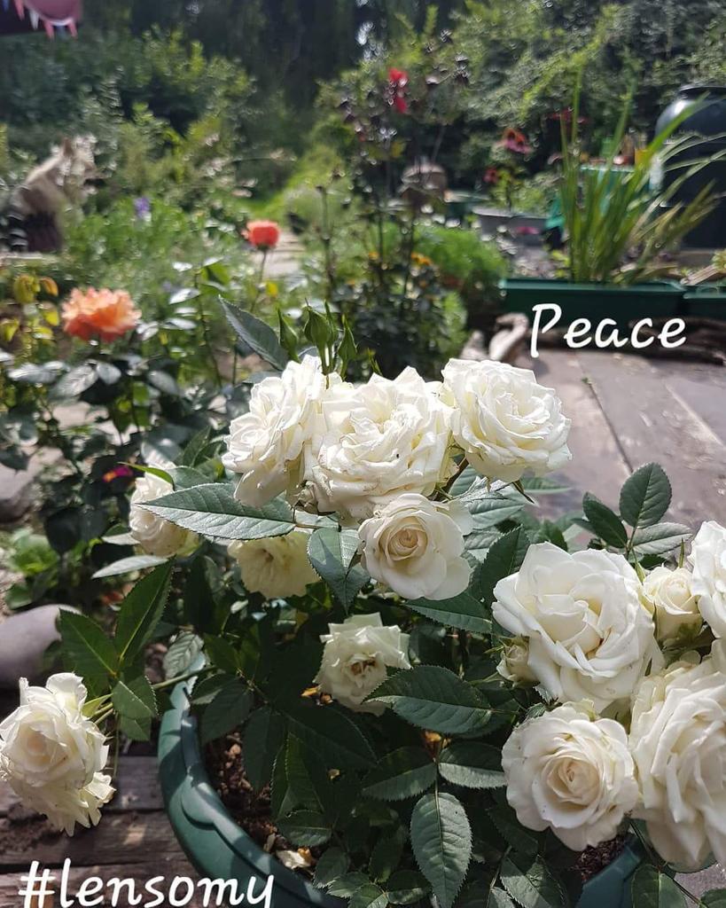HandmadeLensomy's tweet image. 🤘
White Roses 
Bringing peace 
Under our noses
A Calming centrepiece 
Of fragrant posies
#lensomy #poet #witch 💛🤘
#whiteroses #peace #rosepetals  #flowerpoetry #gardening_love