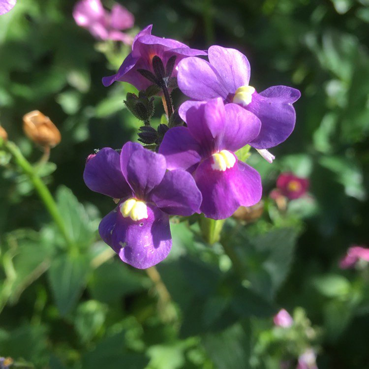 Nemesia (Nemesia) - Love the perfume of these #purple #perfume #latesummercolour... via @gardentags