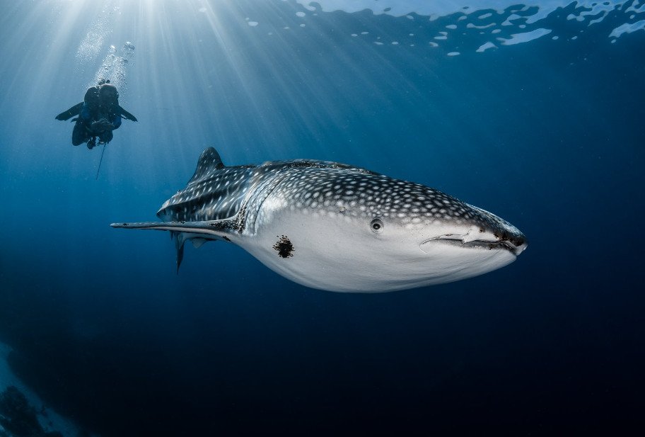 Last Minute Discount Seadoors Visayas October 2018 - mailchi.mp/14f1a355b3d1/s…
-40% Discount