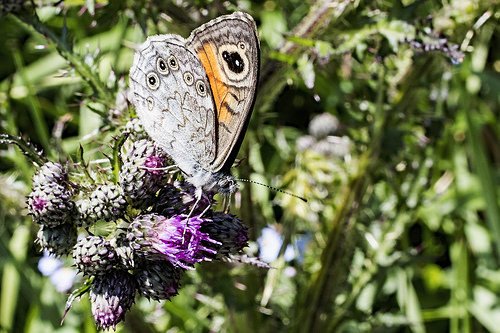 Lago Maggiore tweet media
