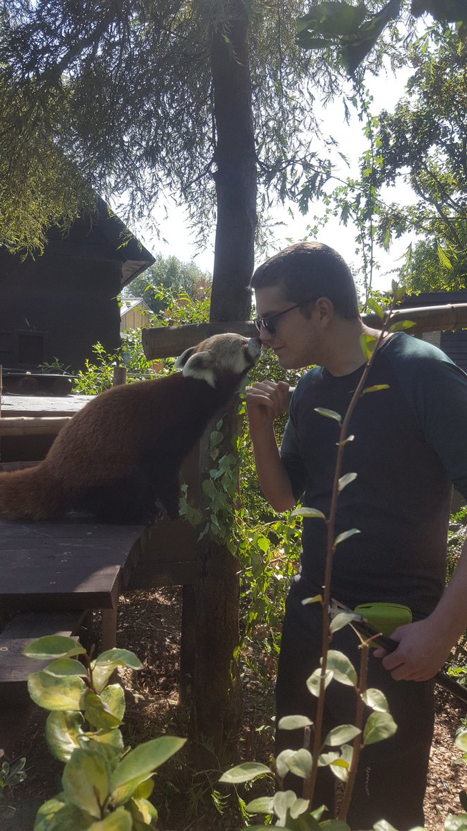 ChrisLongDev's tweet image. Wicked birthday present redeemed at @SheprethWPark with the red pandas!