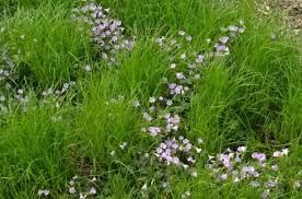 AHS_Gardening's tweet photo. For a groundcover that can replace high-maintenance #lawn, minimize erosion, attract #pollinators, &amp; NOT leap a building in a single bound, look no further than these multi-tasking natives. https://t.co/inGs3hobW4
©Pennsylvania sedge with oxalis by Greg Coombs https://t.co/kvDI0nyvY8