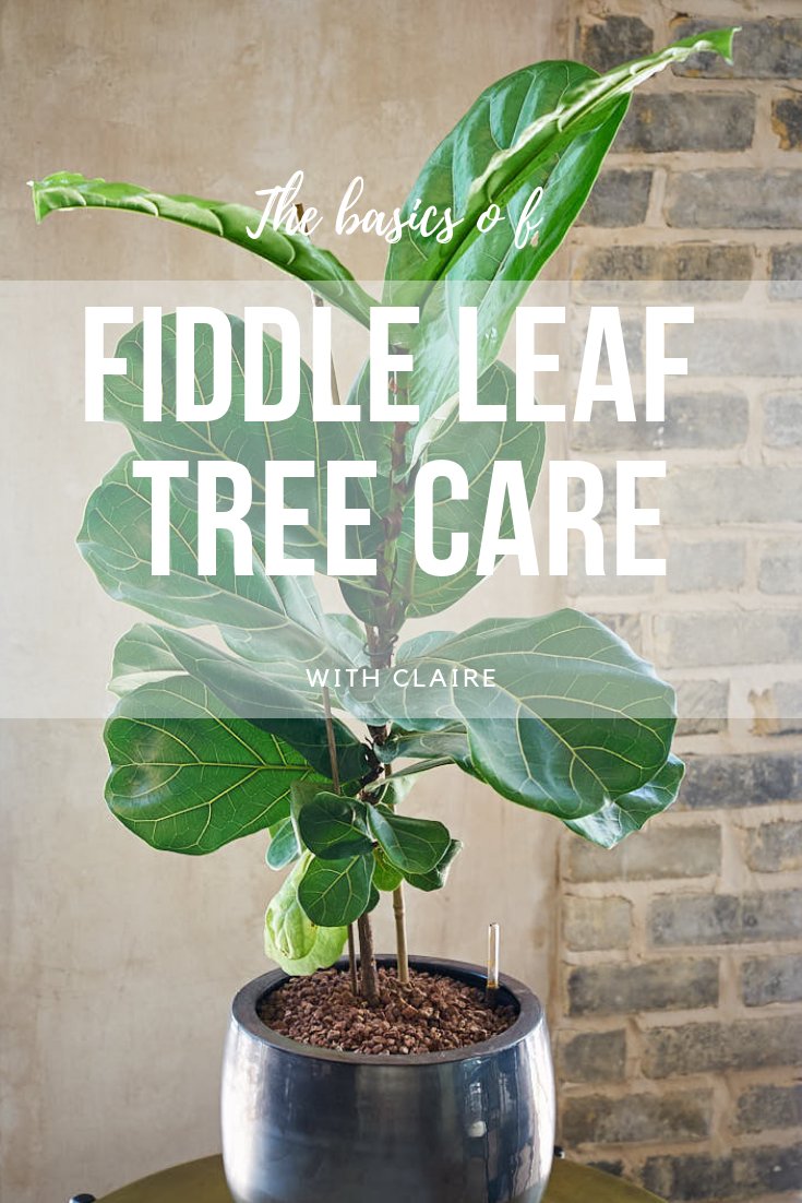 plants_house's tweet photo. - FIDDLE LEAF FIG CARE - 
🌍 Native to Africa
🌤 Loves bright indirect sunlight
💧 Allow soil to dry out between waterings
📖 More care tips on the blog as usual 

https://t.co/Z2ZR0MQbVO

#houseplants #plantparenthood #greenthumb #houseofplants #plantsociety https://t.co/0CZ9zVMNOE
