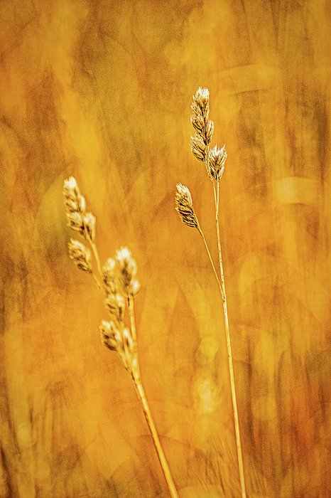 slitoff's tweet image. New artwork for sale! - "Grass Shoots" - 1-stuart-litoff.pixels.com/featured/grass… @fineartamerica