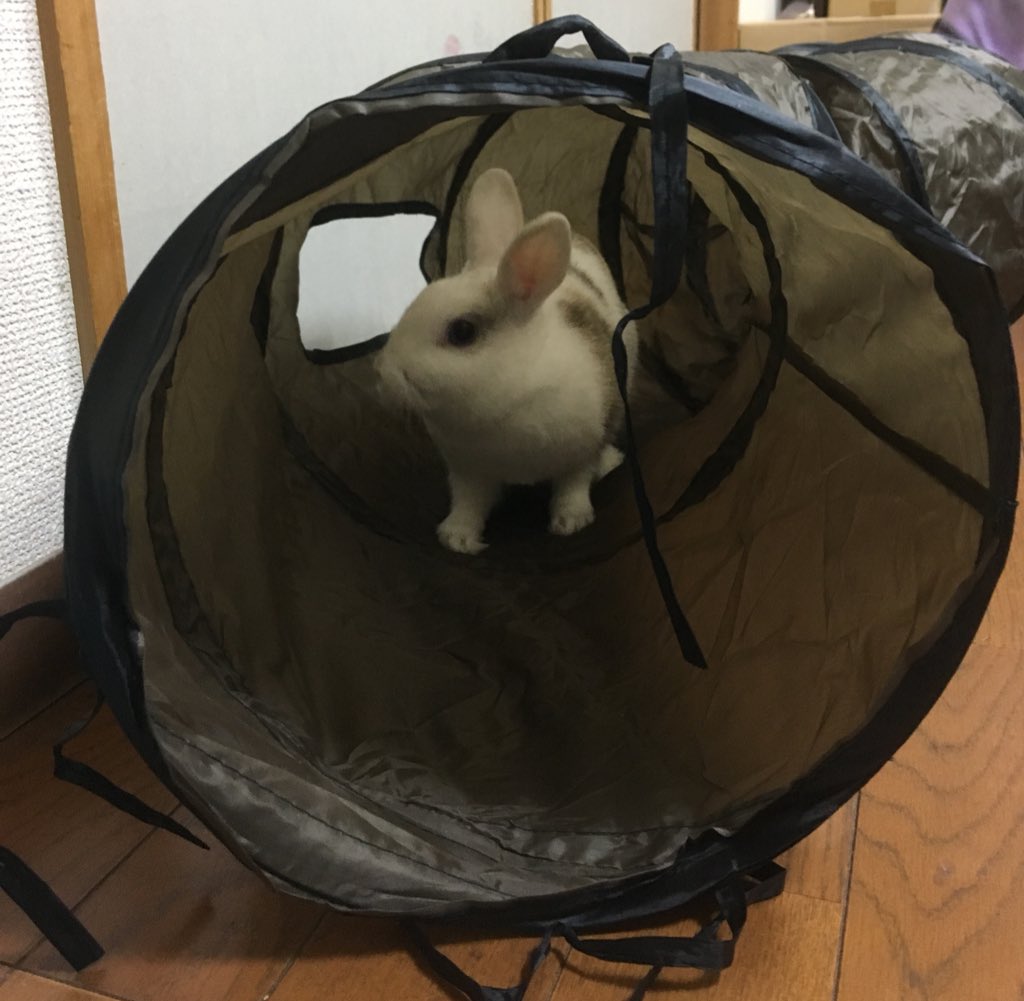 mocha_aaan's tweet photo. #当選報告
#ClEEBOURG_JP

一昨日当選した猫トンネルも届きました☆
意外と気に入ってくれた🐰✨

お取引もスムーズ、質問にも細かく答えて頂きありがとうございました♬ https://t.co/L7USmqdaHa