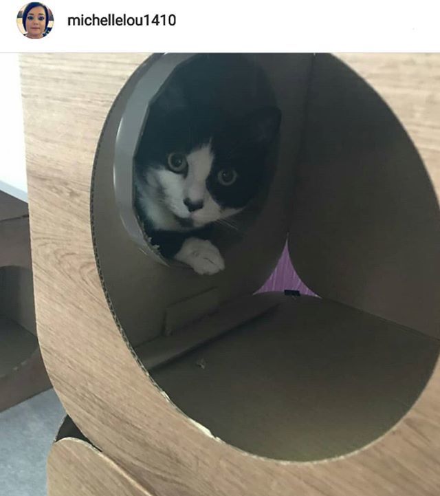 CatFurNature's tweet photo. Beautiful Rita π»π»π»π» #cat #catsofinstagram #cats_of_instagram #catfurnature #catfurniture #catsinboxes #_catsinboxes_ #cattoy #INSTACAT_MEOWS #cutecat #PurrMachine #catsinboxes #catbox #Excellent_Cats #BestMeow #dailykittymail #thecatniptimes #catcubeβ¦ https://t.co/rpc6NOlEwC https://t.co/REjxP0QdNZ