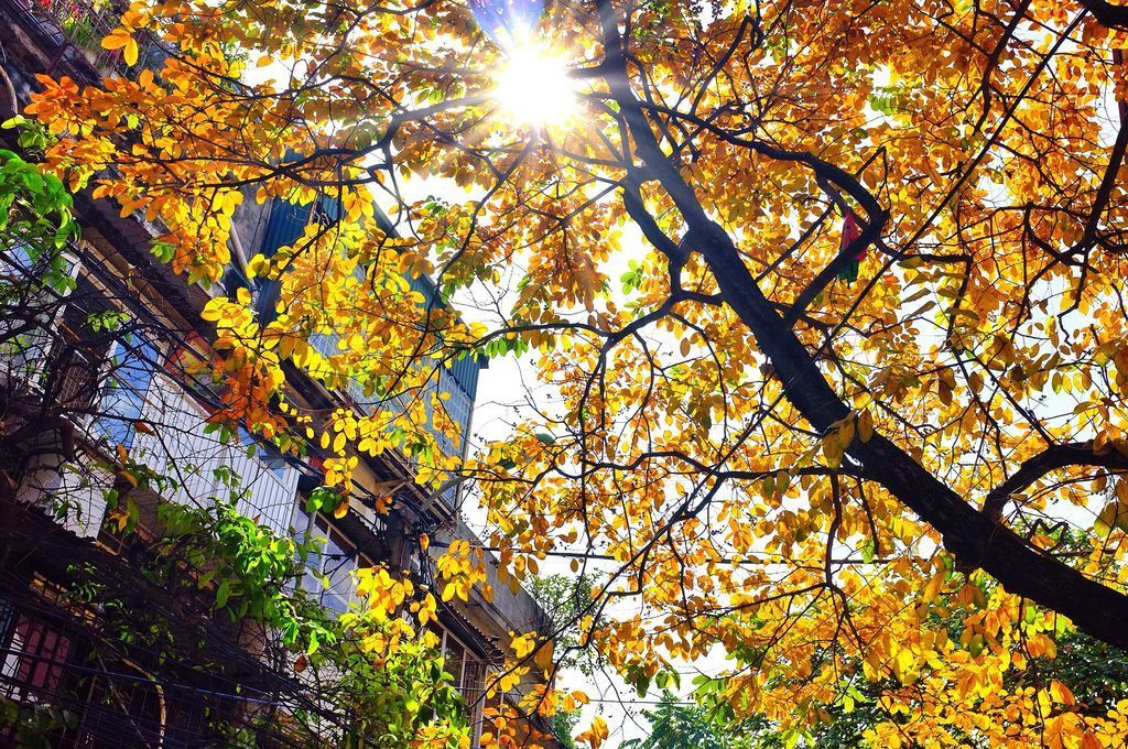 Ruesdasie's tweet photo. #HANOI 

L'automne arrive à Hanoi, la saison parfaite pour découvrir les rues de la ville sous un tapis de fleurs jaunes et parfumées de fleurs de lait ! 

On vous emmène pour une balade pleine de romantisme par ici ➡️ https://t.co/2oYE1VB0BF https://t.co/iKvTC9Q2Ft