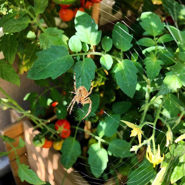 rimkrimo's tweet image. #vegetablegarden #spider #webspider ift.tt/2PQeZfb