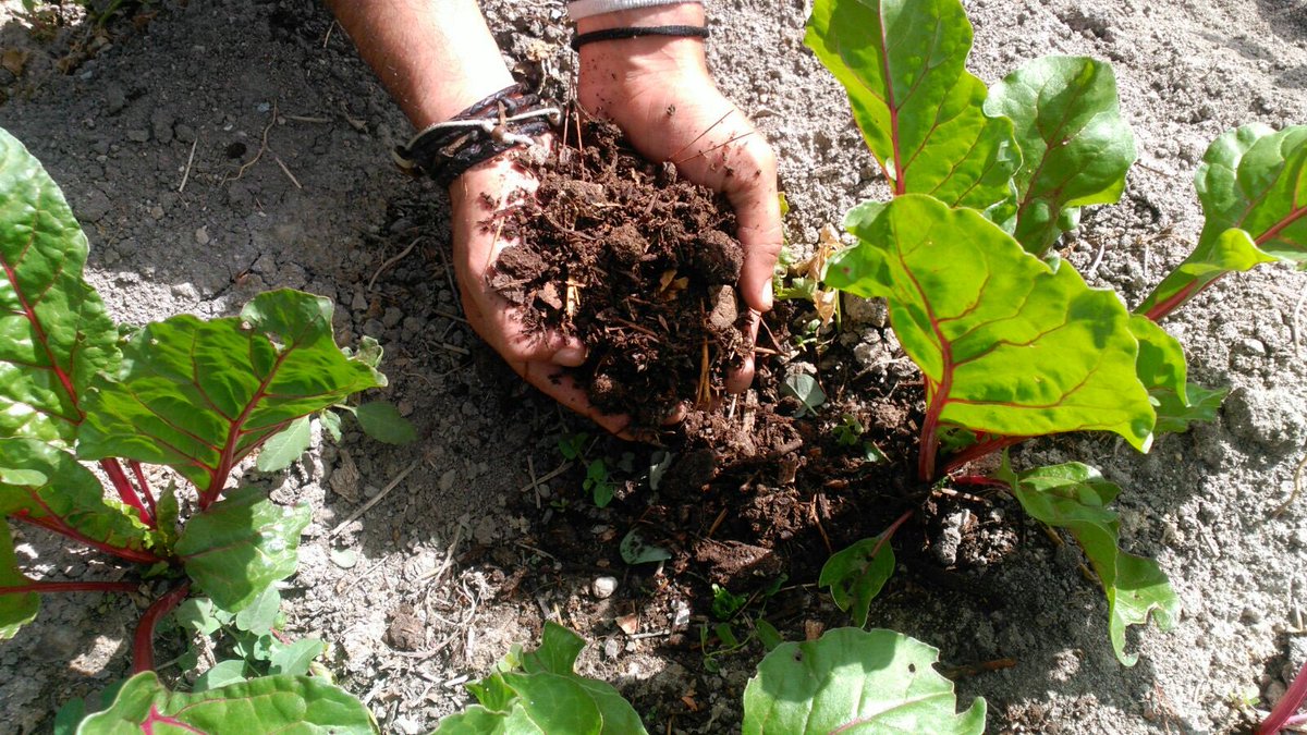¡Comienza septiembre y el curso escolar! ¡Continúa Henares Agrocomposta! Desde Mayo del 2017 recogemos los residuos orgánicos generados por comedores escolares y comunitarios. Hasta ahora 35 toneladas no contaminan en el vertedero y son utilizadas para alimentar la tierra!!