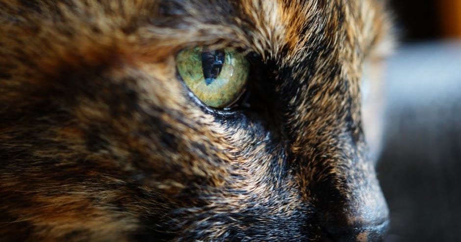 CatsAndDogsTips's tweet photo. A Cat's Brain Is Actually Faster Than An iPad... https://t.co/joJeNkm3GG #cats #catlovers #thepetsbiz #petsitesunite https://t.co/idocubdqN8