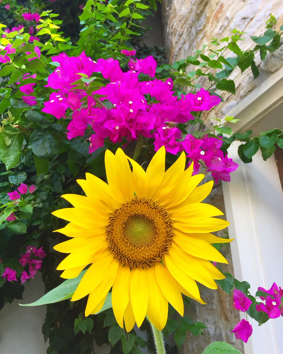 orceyhoteldatca's tweet photo. Alice Harikalar Diyarında’nın Orcey versiyonu. 🤗🌻🌸🐝
#orceyhotel #orceyhoteldatca #datça #datcadayasam #datcalife #ege #akdeniz #tatil #tourism #tourismturkey #discoverdatca #discoverturkey #datcaotelleri #datçaotelleri #yaz #summer #holiday #bahçe #garden #eylül #september https://t.co/nXSejN69Zm