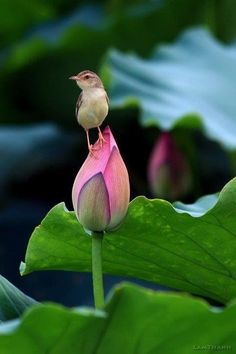 gede_prama's tweet photo. Unless you know how to be happy alone, your happiness will never be deep #Peace #JoyTrain #GoldenHeart #Bali @loveGoldenHeart @KariJoys @Conduru @AngelHealingArt @Malekalby @JanetNestor
Pic: Pinterest https://t.co/BLt0SJZ0M6