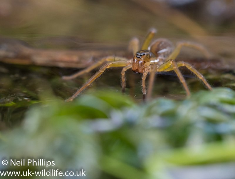 Pond man tweet media