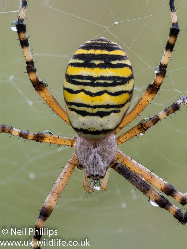 Neil Phillips tweet media