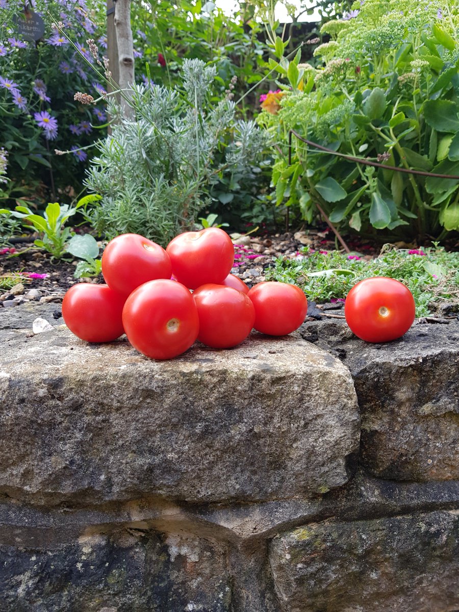 KingJohnsHouse's tweet photo. Hundreds of varieties of Tomatoes to see and taste on this lovely 1st of the month of September at our Tomato day here at #KingJohnsHouse and #KingJohnsGarden. #TinyTomato has lots of friends visiting. #KJHSummerEvents @moreRomsey https://t.co/Xv0bDKa2lw