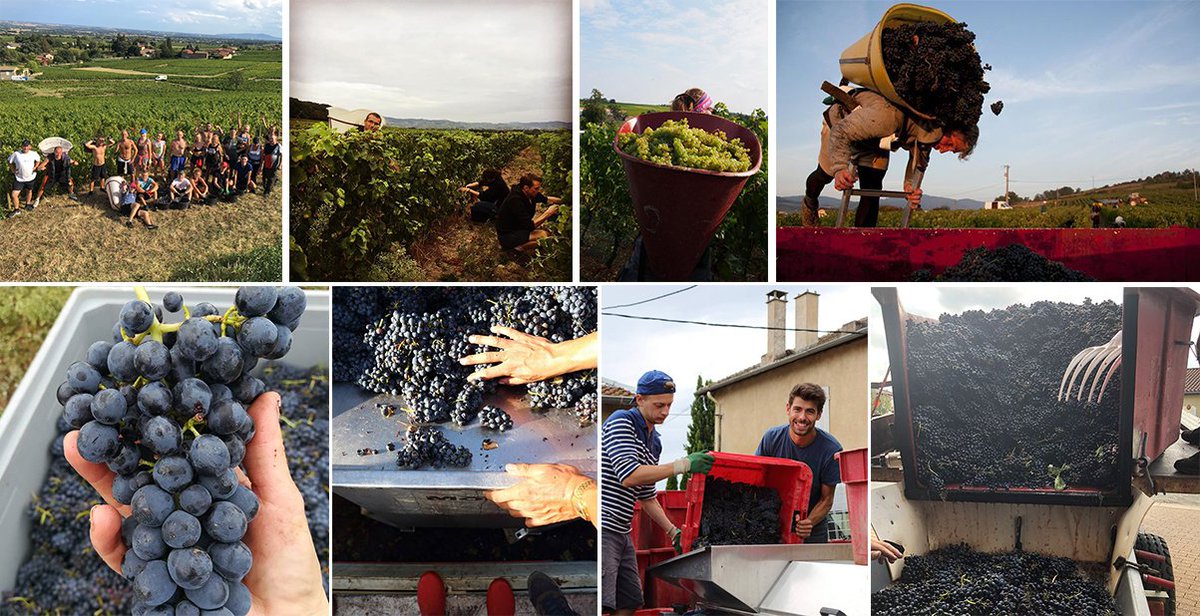 vinsbeaujolais's tweet photo. Les vendanges du millésime 2018 ont bel et bien commencé en #Beaujolais ! 🍇
Entre les vignes de #Gamay et de #Chardonnay, on s'active pour vendanger le fruit d'une année de travail ! https://t.co/pkyFS2ctNf