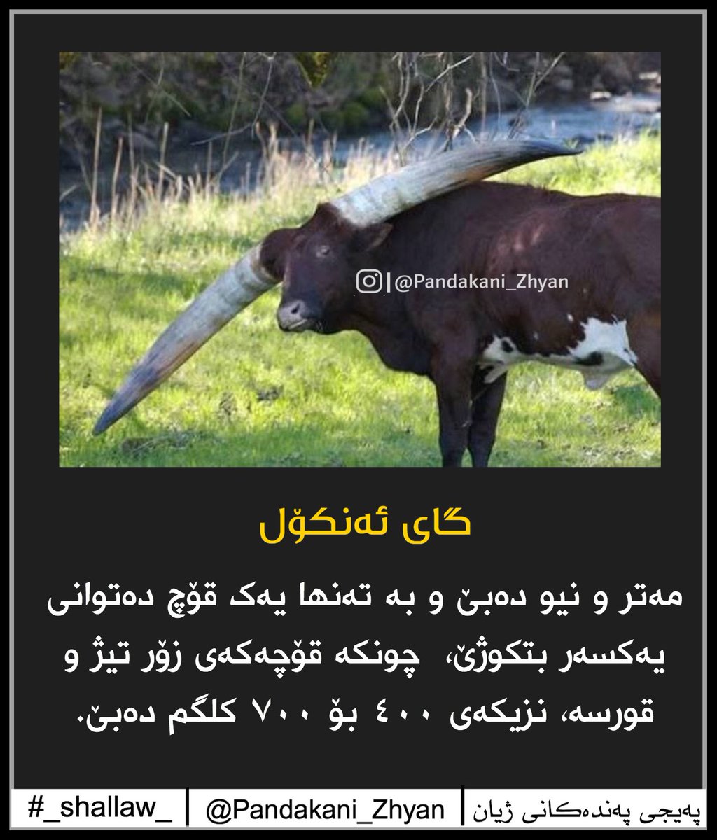 shallaw_95's tweet photo. #pandakani_zhyan #ZANYARI https://t.co/KBzQzc1kAg