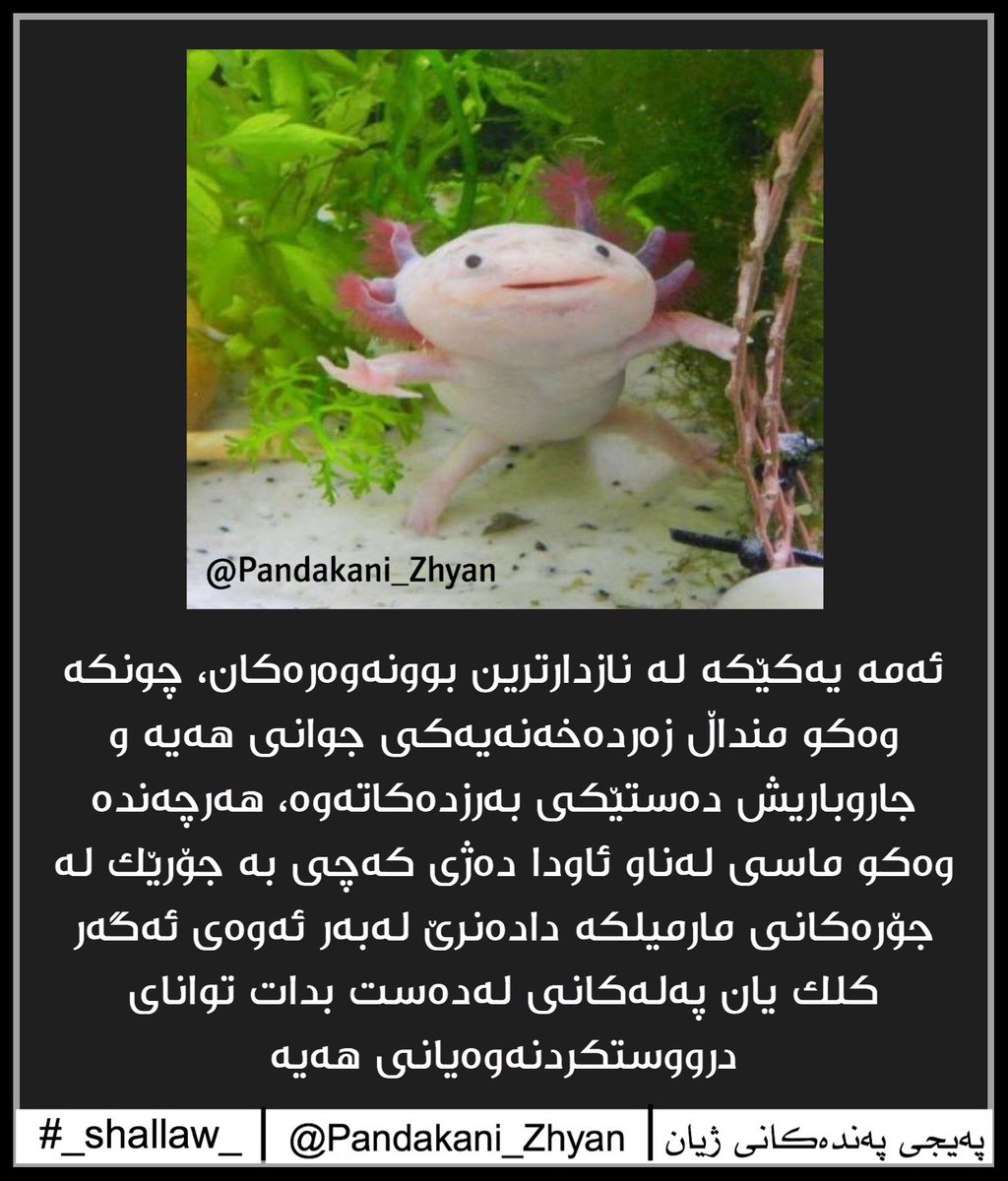 shallaw_95's tweet photo. #pandakani_zhyan #ZANYARI https://t.co/KBzQzc1kAg