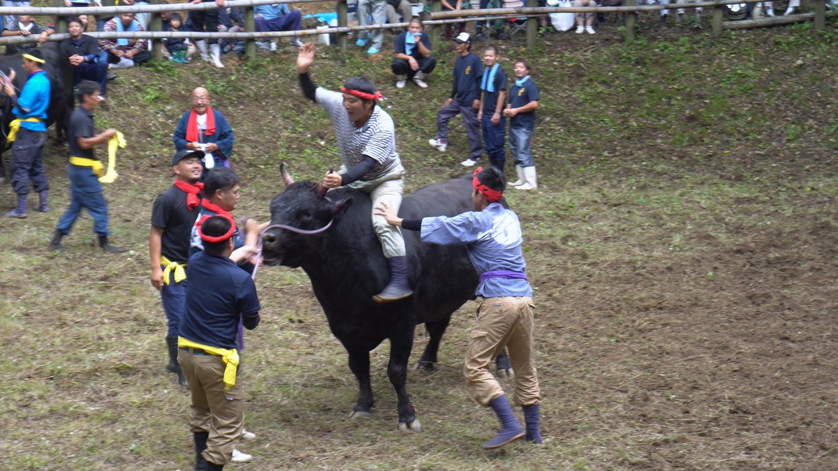 かるまん On Twitter 佐山牛突き場で行われていた八朔牛突き大会 寂しい林道を山奥へ進むと突然満車の駐車場と大勢の観戦者 着いたらちょうど仁王1号とカズラ1号の対決中でした 結果は仁王1号の勝ち 対戦時間1時間24分という大熱戦でした 隠岐 牛突き Https