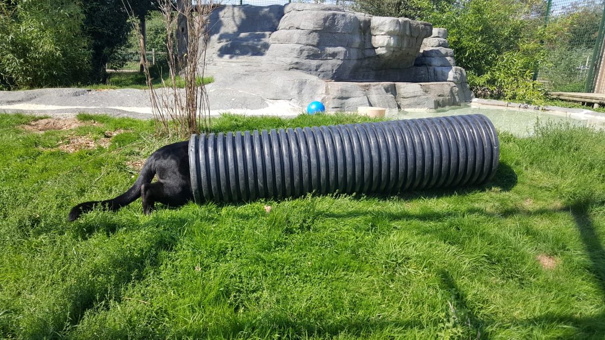 Hide and seek... with a difference! #mayathejaguar 🖤 #bigcatsaboutthehouse #thebigcatsanctuary #caturday #environmentalenrichment #bigcats #jaguar #pantheraonca