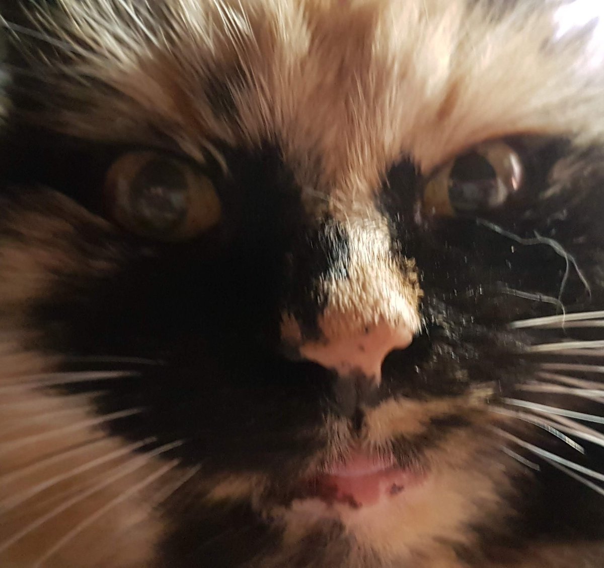tinydrumsticks's tweet photo. Can you see me I'm hungrey https://t.co/Z3Y0ZnBbq3
