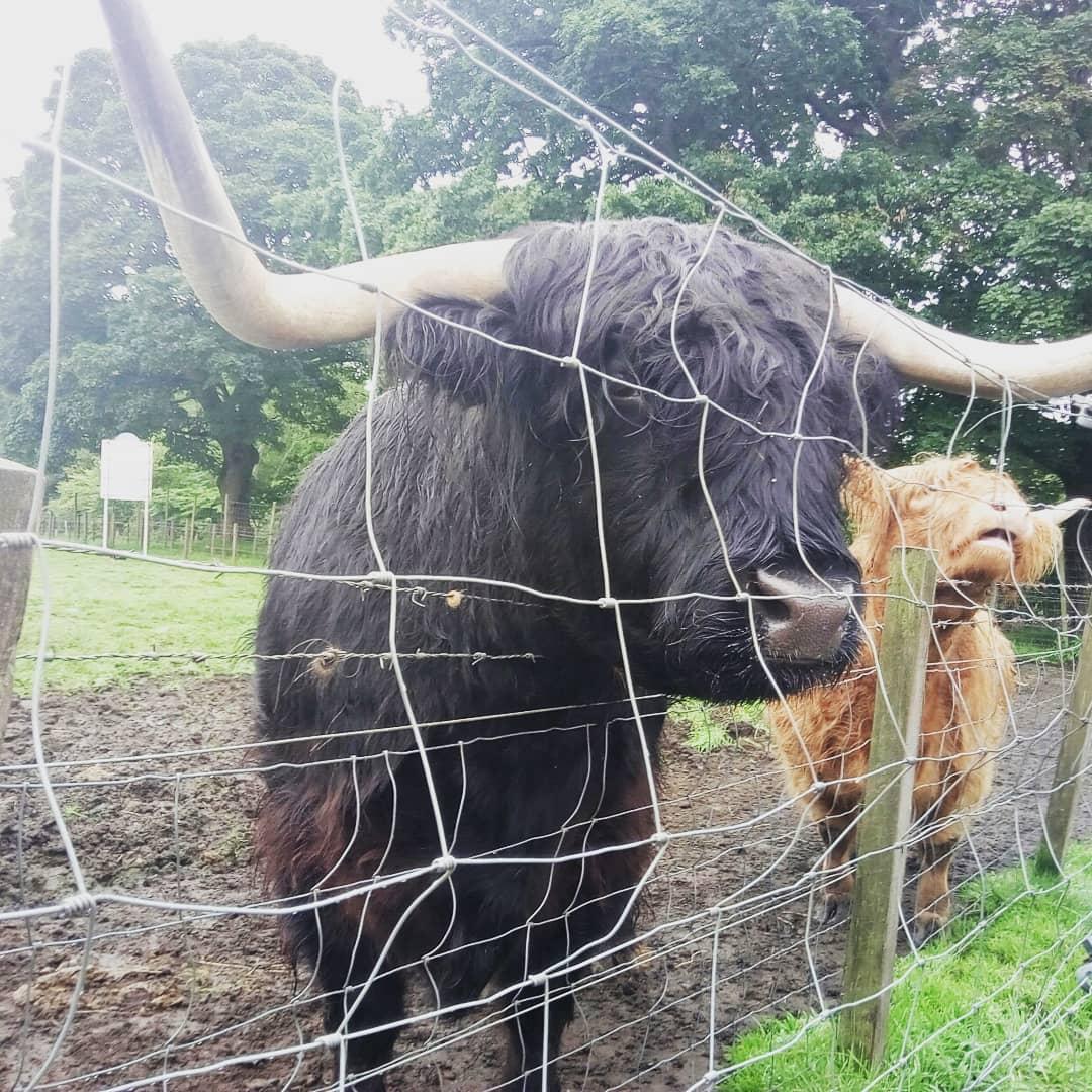 natpackertravel's tweet photo. My favourite stop so far on the #macbackpackers #3daynessandskye tour, feeding Hamish and his family. Got to love friendly cows! #ultimateadventure #scotpacker https://t.co/9r6pkbqr1C