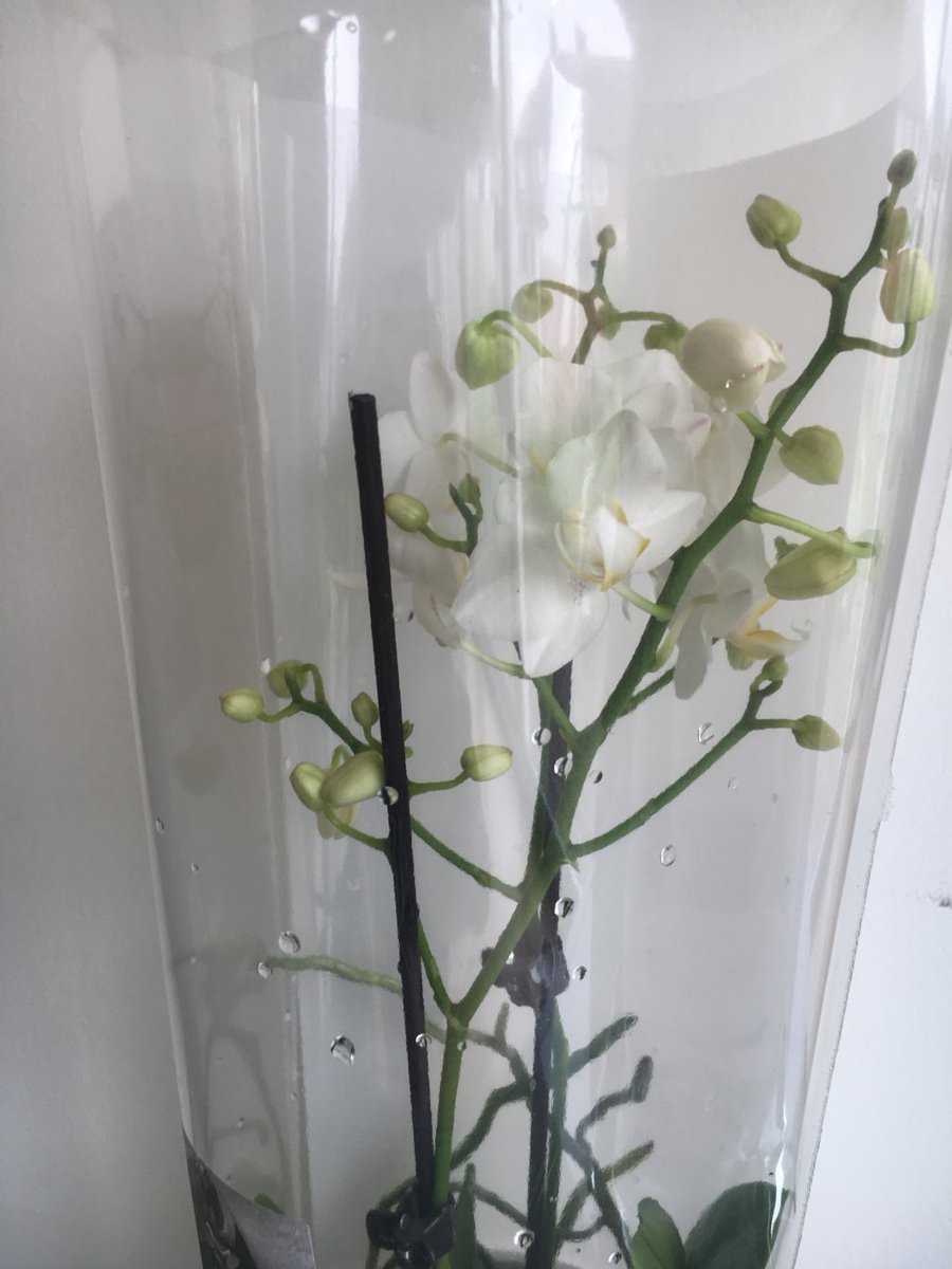 An update on my AFO crisis thoughtsbysophia.wordpress.com/2018/09/01/an-…