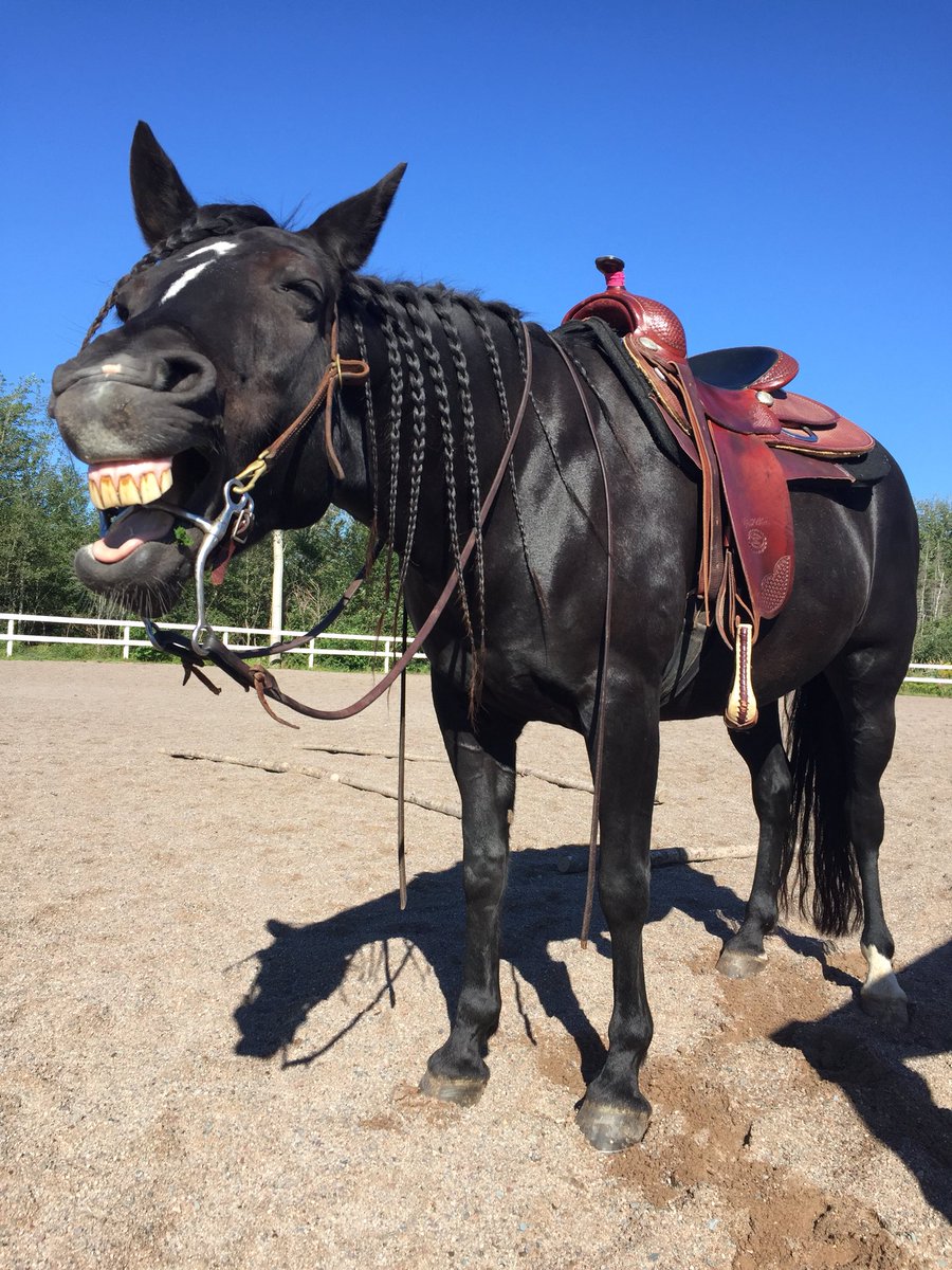 jessicasunrise1's tweet photo. Saturday morning Bailey series. Forever yawning. We only rode for 30 mins walking π #bestmare #equestrian https://t.co/0cM01FdjqK