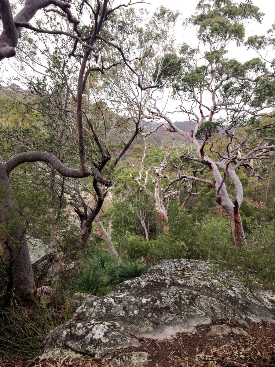 GeorgesRiverEEC's tweet photo. Senior Biology at Georges River National Park. With three trips up the transect and student knowledge of the flora and fauna expanded upon, it was a big day of engaged learning. Thanks for the image of the day @BassHillHS #EZEC @GeorgesRiverEEC https://t.co/j3NgahsSkY