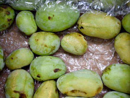 Some say pawpaw tastes like mango, papaya, or banana. Taste the native fruit at the Pawpaw Festival and tell us what you think. Celebrate this native fruit with us Sat, Sept 8, 12 to 4 pm, at Meadowside Nature Center. Learn more: ow.ly/2ovz30lEaRL.