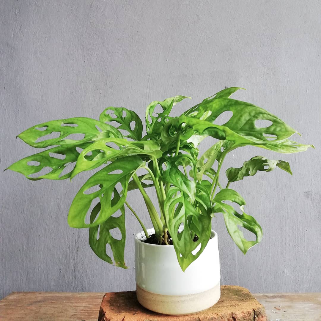 kluxorious's tweet photo. Enjoy up to 15% discount when you order the plant of the month. It comes in two different pots that you can choose from; a terracotta pot or two tone ceramic pot https://t.co/BOO02sUOoa