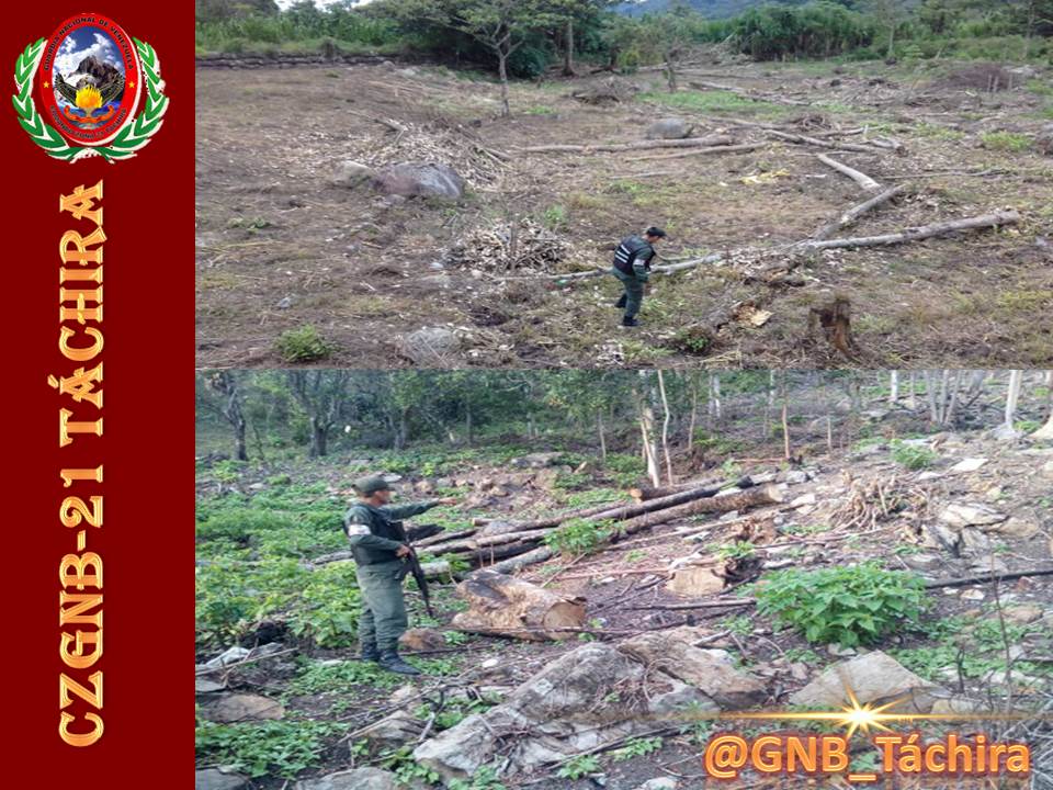 FANB #GNB Efectivos del <a href="/GNB_TachiraD219/">DCR-219  TÁCHIRA</a> efectuaron la notificación de un cddno. y retención preventiva 4.75 M3 de la especie Cedro,por la tala y aprovechamiento de productos forestales sin los permisos correspondientes. <a href="/GNBoficial/">GNB FANB</a> @LopezVargasR
