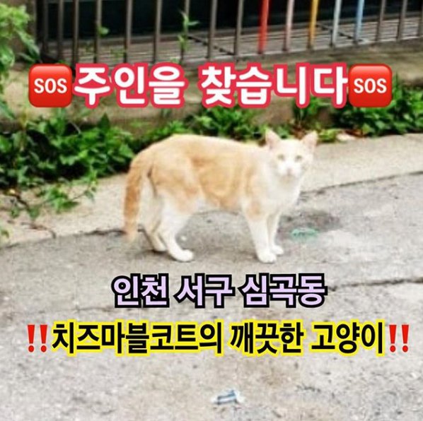 qwer56568's tweet photo. RT🙏) 인천 서구 심곡동에서 고양이 잃어버린 분 계신가요?

비 많이 왔는데..꼭 찾았으면 좋겠습니다
제가 생각하는 그런거 아니길 바랍니다
무늬도 코숏이랑은 다른 듯하고 츄르도 익숙한 듯 바로 압니다
제가 보호중인 건 아니지만 계속 주변을 배회하고 있습니다 (자세한 건 이미지와 아래 타래에) https://t.co/FdhEcBkQVo