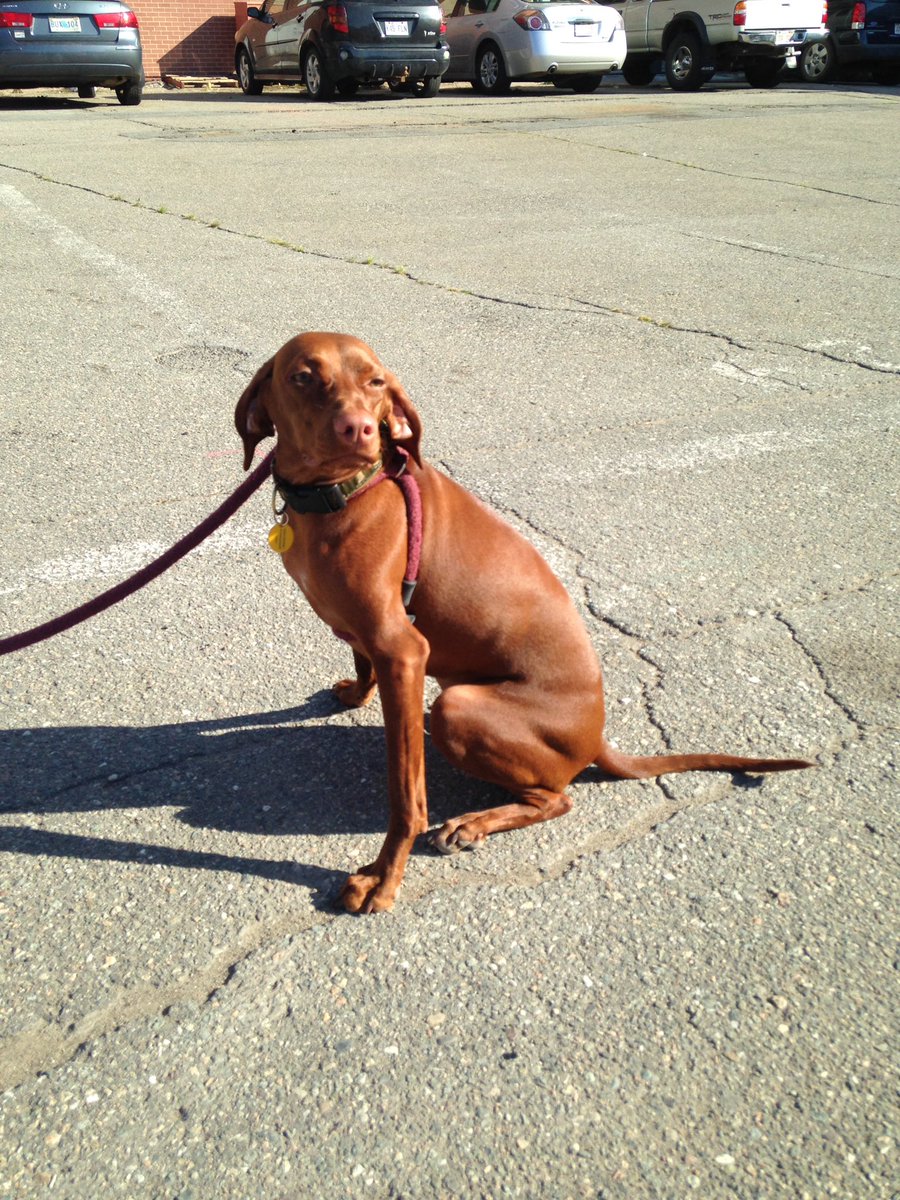 conradbrock's tweet photo. Matilda - the first #DogsOfSculptureSJ of the day!!
#DogsofTwittter #saintjohn
@sculpturesj https://t.co/rWSmXpg17H