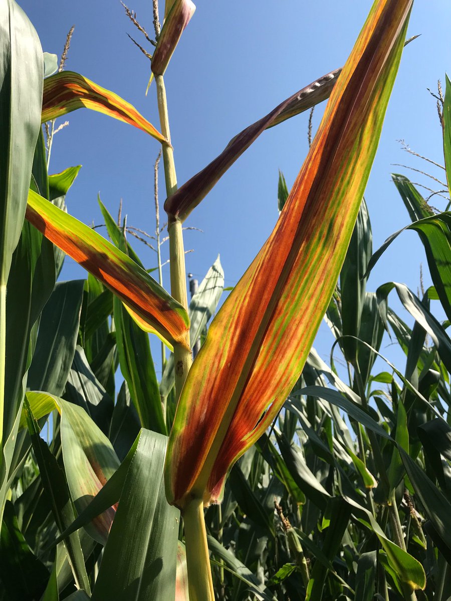 CropTalkMegan's tweet image. Wow even the corn is turning red for the Huskers today! Learn more about red corn by visiting CropWatch! #redcorn #GoBigRed #commitment #nebext #BigTen