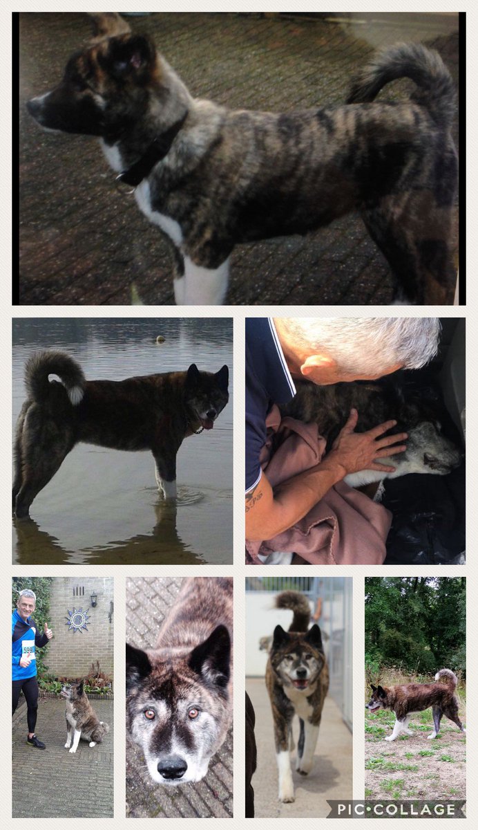 wernerkoning's tweet photo. A wish came true 13 years ago today I said farewell. RIP my/our trusty easy going a mind of her own, Akita Jill. #greatestdogintheworld #Akita #emptyfeeling https://t.co/NIvUP4RuAd