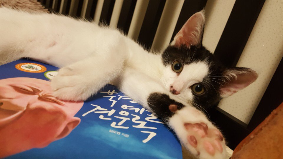 thegreen_cats's tweet photo. RT❤️) 말랑이의 입양전제임보처 또는 입양처를 찾습니다

형제들 사이에서 누락 되어 혼자 빽빽 울던 말랑이입니다
구조 후 임보자님의 정성어린 보살핌으로 건강한 캣초딩으로 성장!
엄청난 에너자이저에, 임보엄마만 졸졸 따라다니는 엄마쟁이입니다
말랑이의 입양처를 찾아요!(자세한 건 이미지) https://t.co/yewGzHK2mU